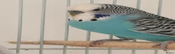 Budgerigars birds for sale: 2 Budgies (EVERHTHING INCLUDED) - Advert 3