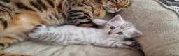 Bengal cats for sale: Snow Leopard Bengal Kitten - Advert 8