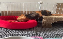 Guinea Pig rodents for sale: Black and ginger Bonded sows  - Image 3