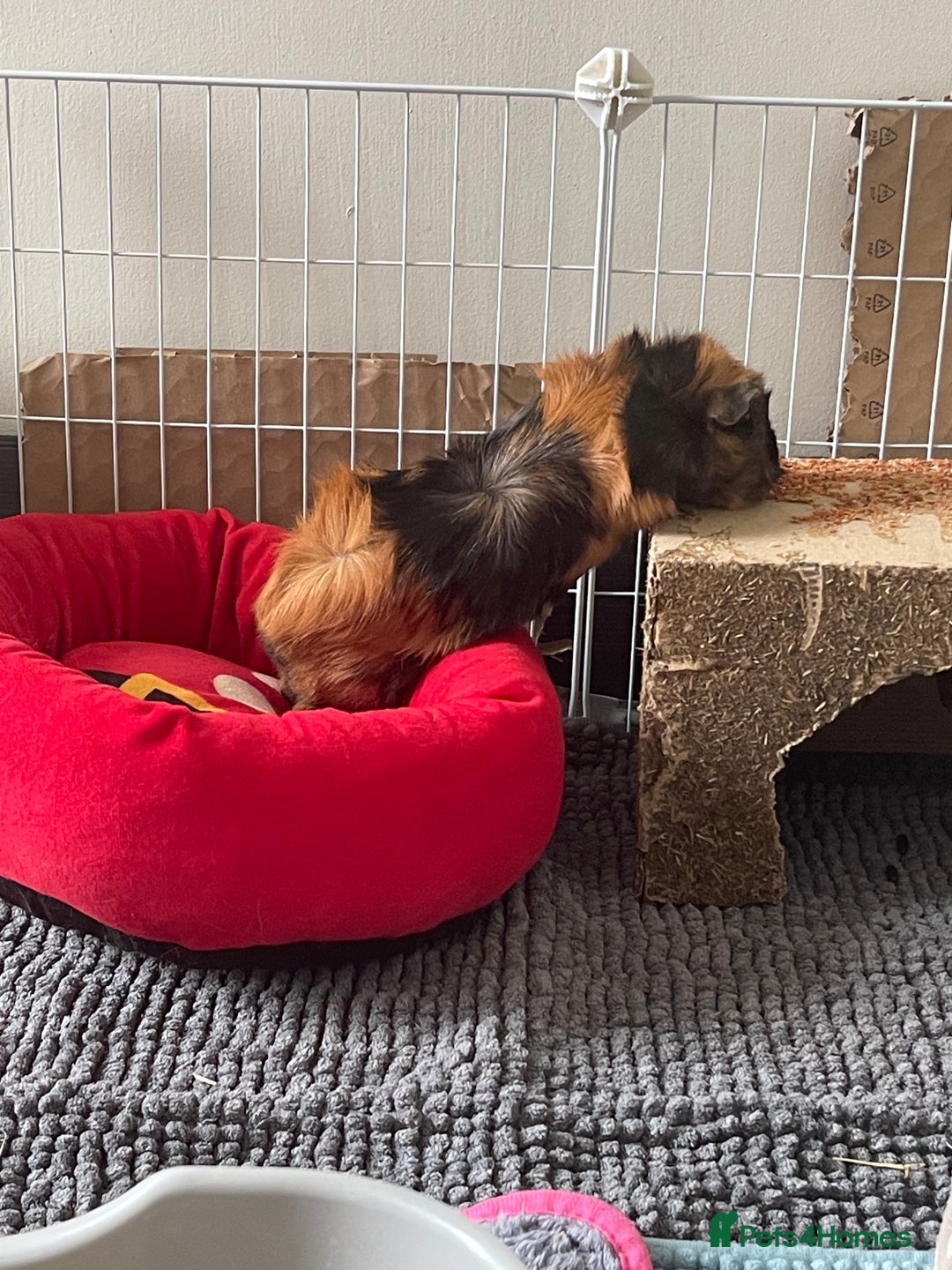 Guinea Pig rodents for sale: Black and ginger Bonded sows  - Image 3
