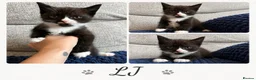 British Shorthair cats for sale: 🐾 British Shorthair Cross Kittens 🐾 - Advert 3