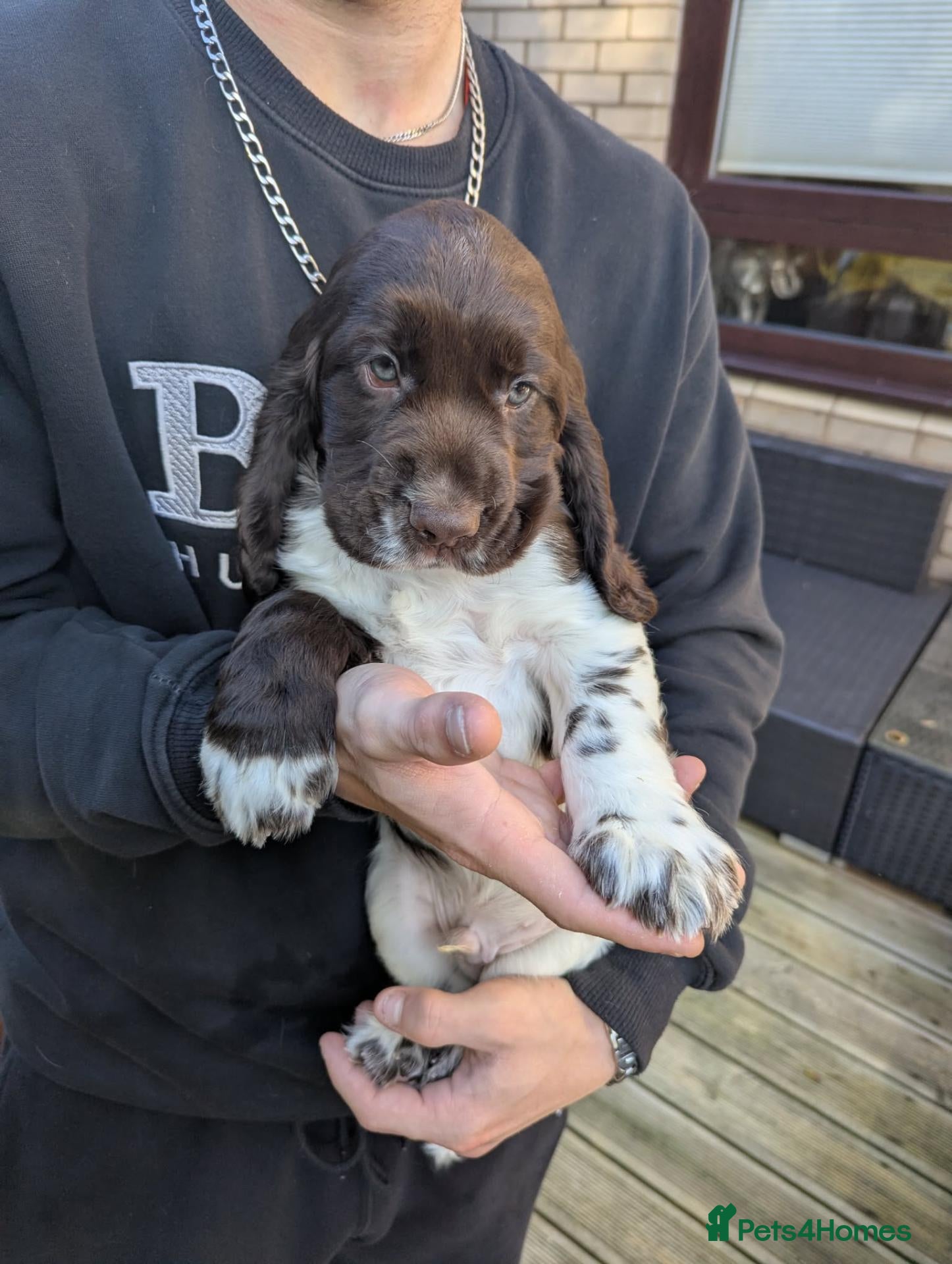 Cocker Spaniel dogs Cocker Spaniel Worker PUPPY 💙❤️,1BOY💙 ,1GIRL♥️ - Advert 4