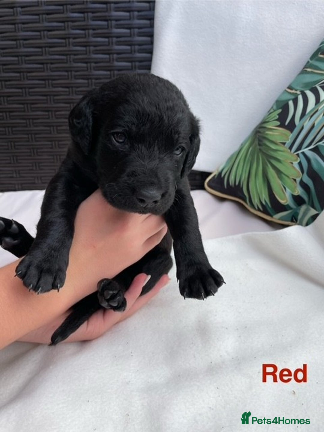 Labrador Retriever dogs for sale: Gorgeous Labrador Puppies for Sale  - Image 4