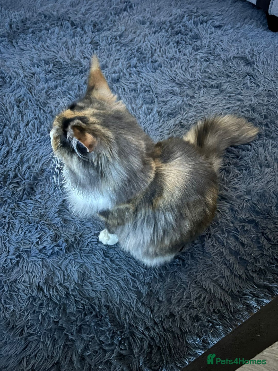 Maine Coon cats for sale: Mainecoon female - Advert 2