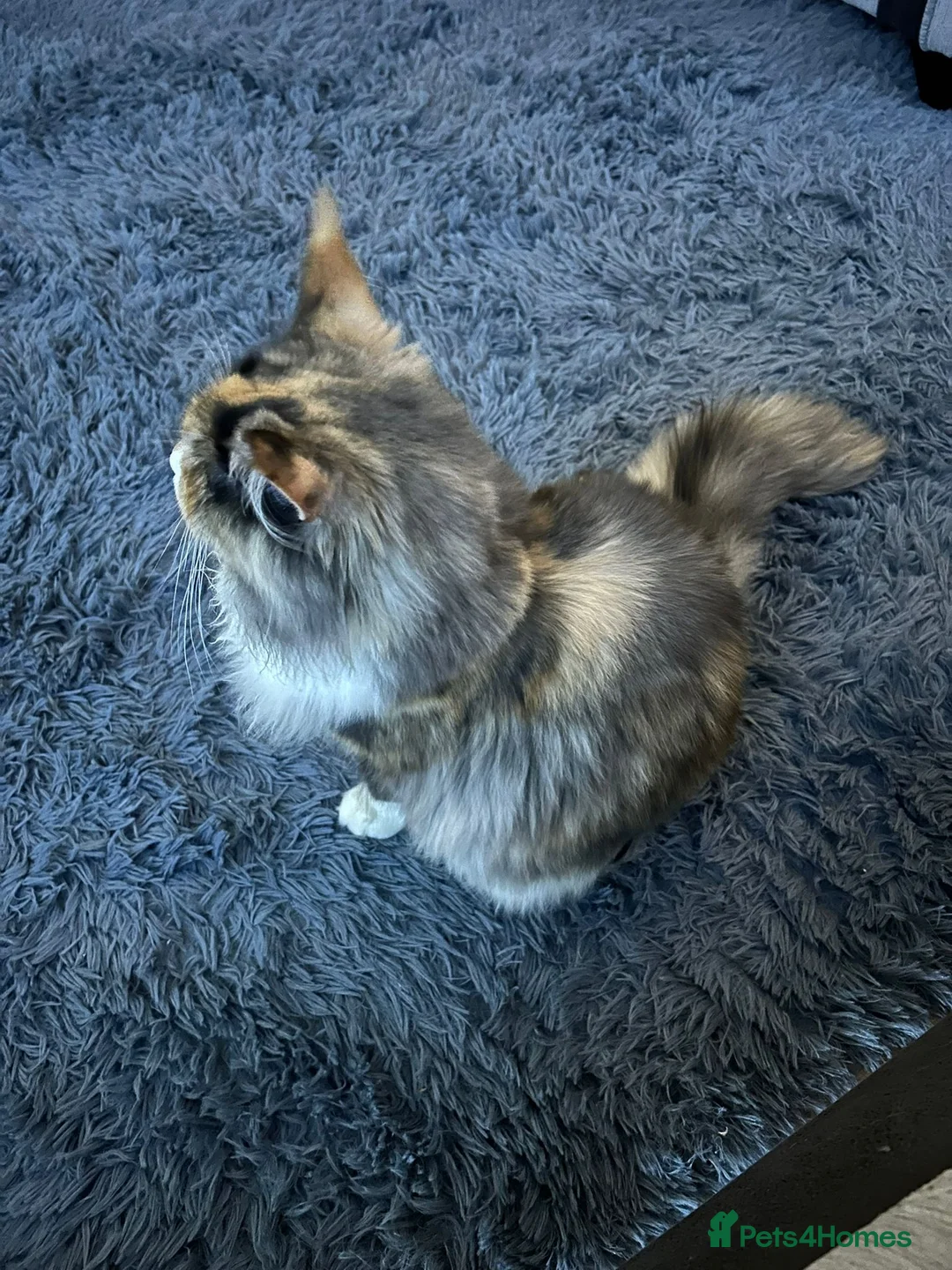 Maine Coon cats for sale: Mainecoon female - Advert 2