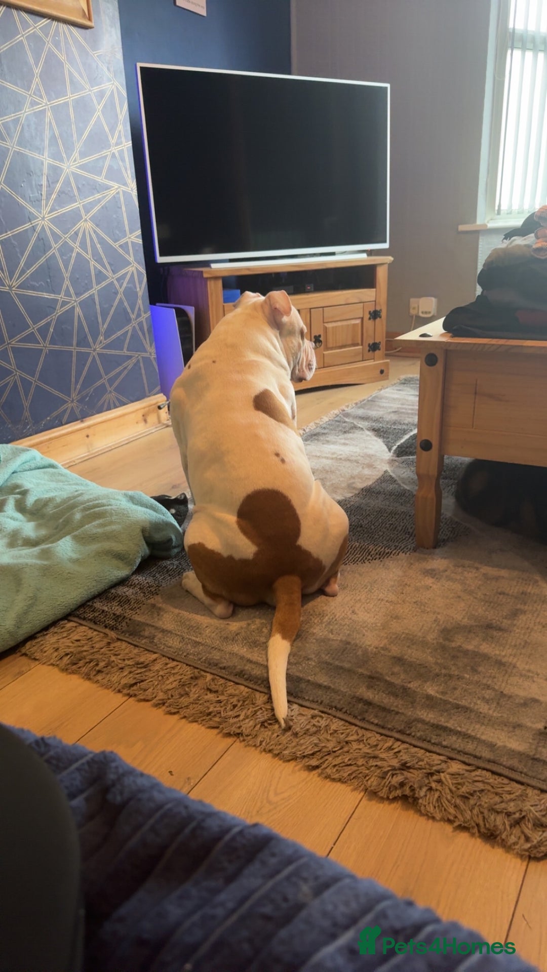 Mixed Breed dogs for sale: 2 dogs FTGH - Image 10