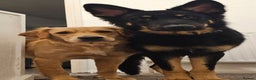 German Shepherd dogs for stud: Beautiful German shepherd for STUD - Advert 5