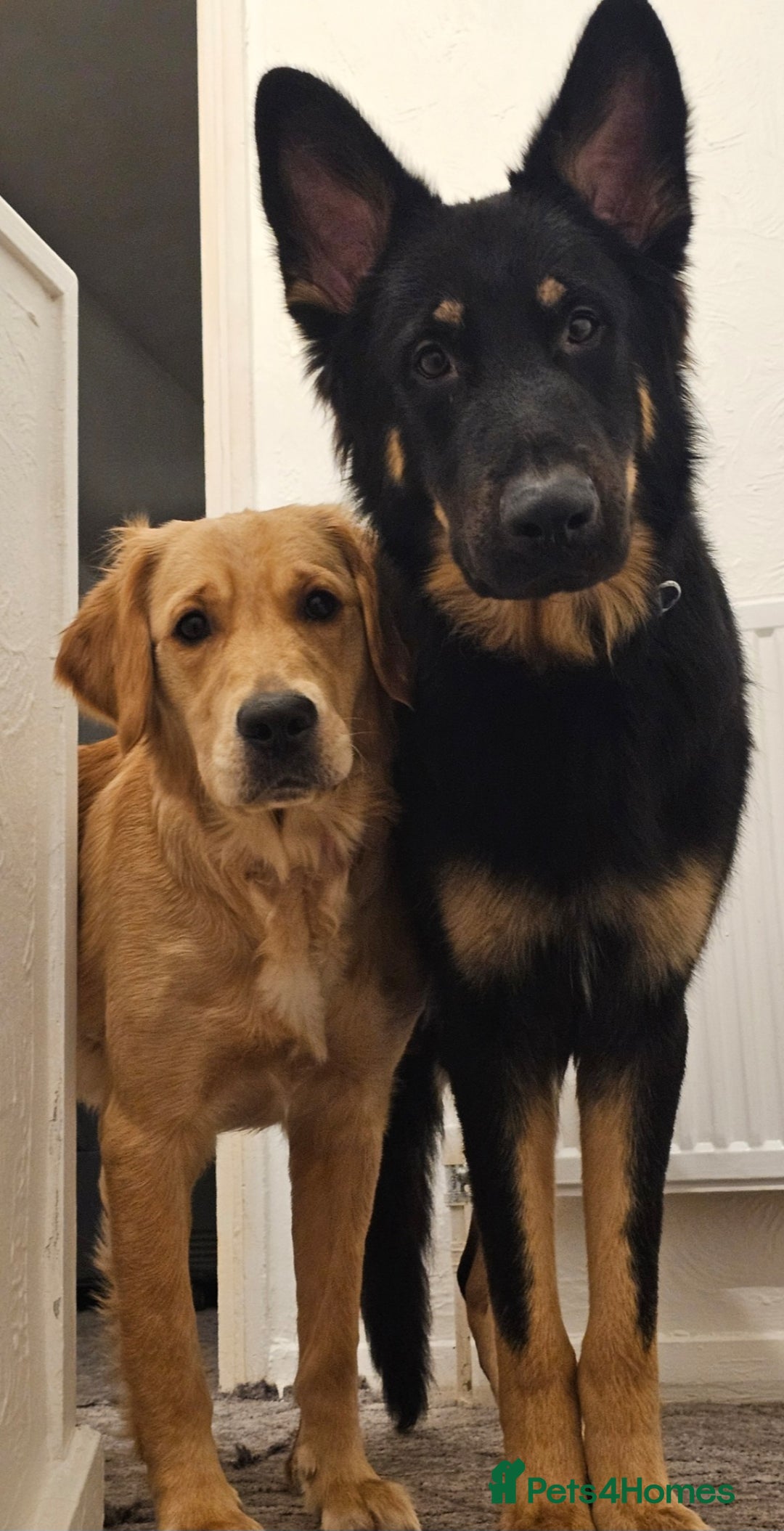 German Shepherd dogs for stud: Beautiful German shepherd for STUD - Advert 5