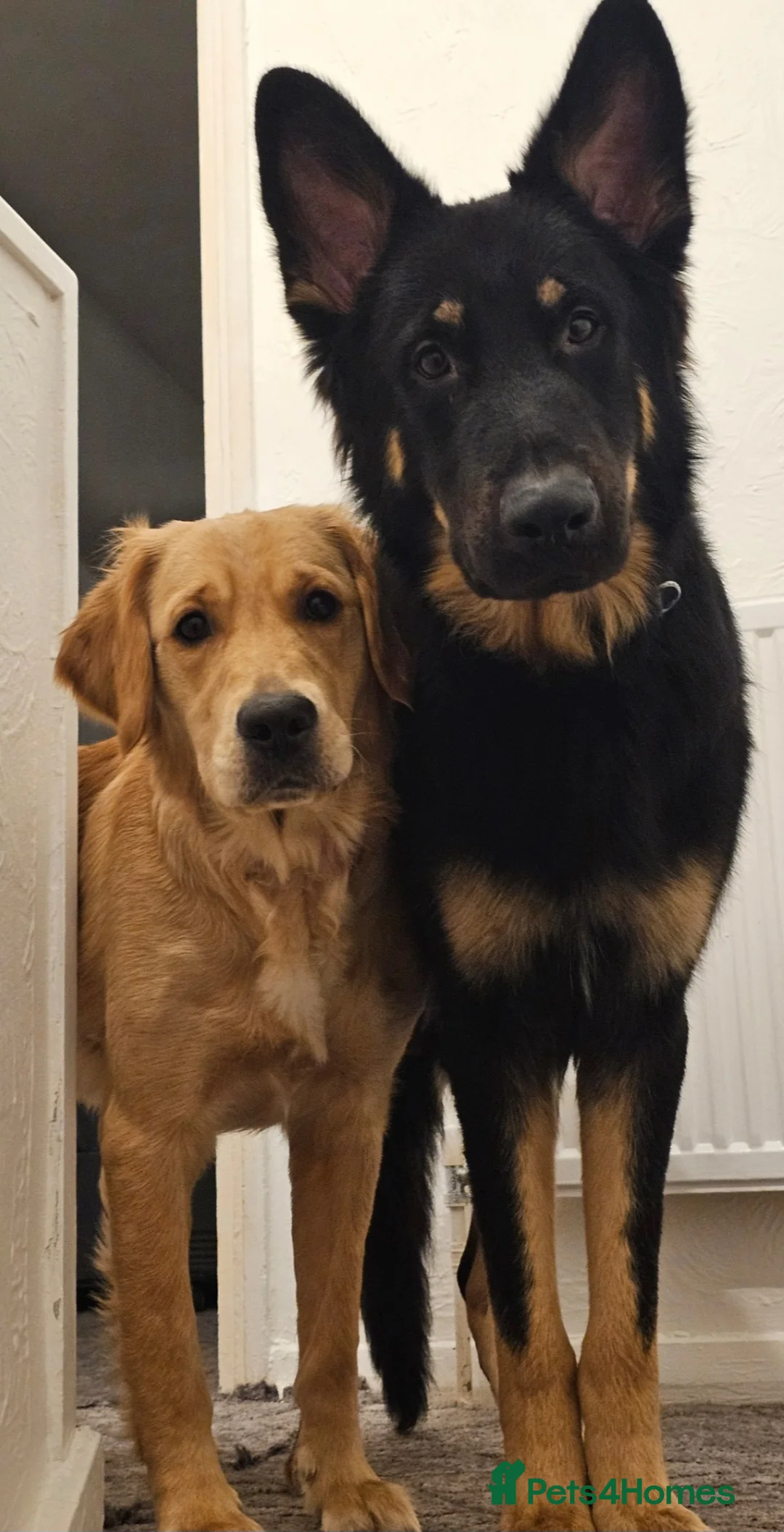 German Shepherd dogs for stud: Beautiful German shepherd for STUD - Advert 5