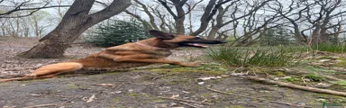 Belgian Shepherd Dog 1