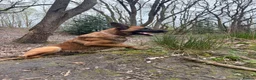Belgian Shepherd Dog dogs for sale: Narla for re home  - Advert 2