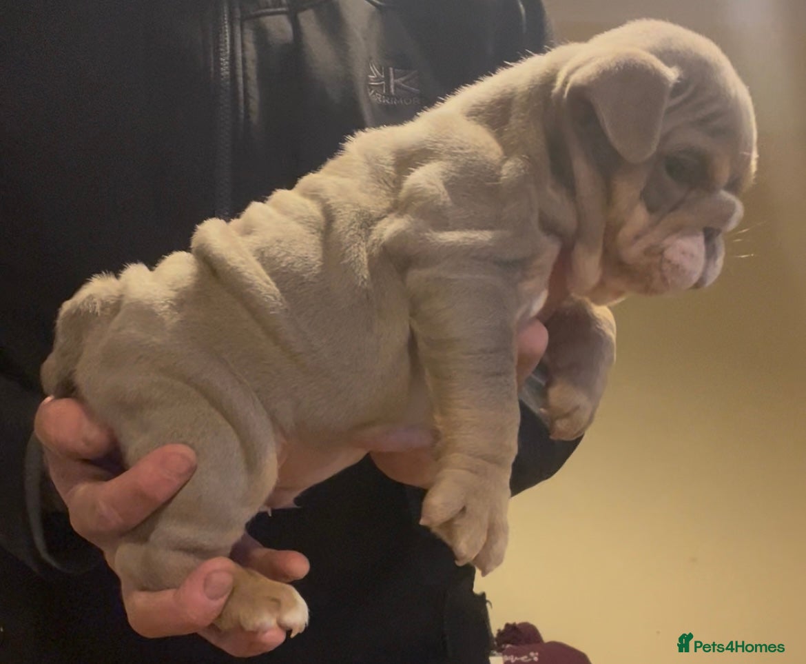 English Bulldog dogs Beautiful English bulldog pup - Advert 4