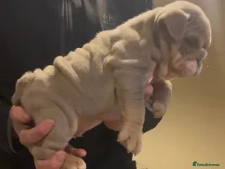 English Bulldog dogs Beautiful English bulldog pup - Advert 4