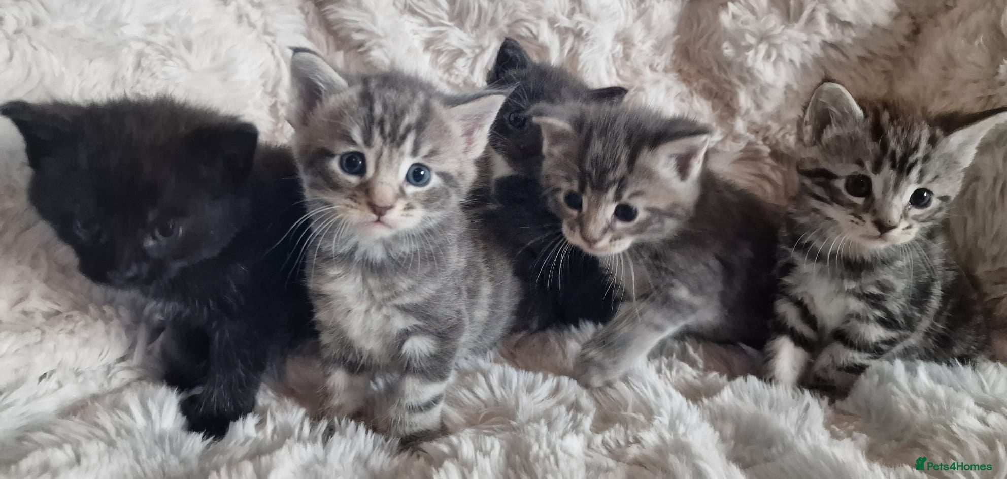 Maine Coon cats MAINE COONE KITTENS POLYDACTYL&NON POLYDACTYL   - Advert 3