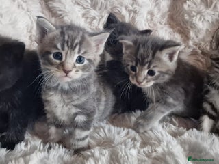 Maine Coon cats MAINE COONE KITTENS POLYDACTYL&NON POLYDACTYL - Advert 11