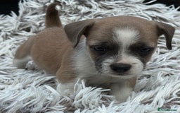 Mixed Breed dogs for sale: Stunning chunky Jack Russell x puppies, ready fri - Image 12