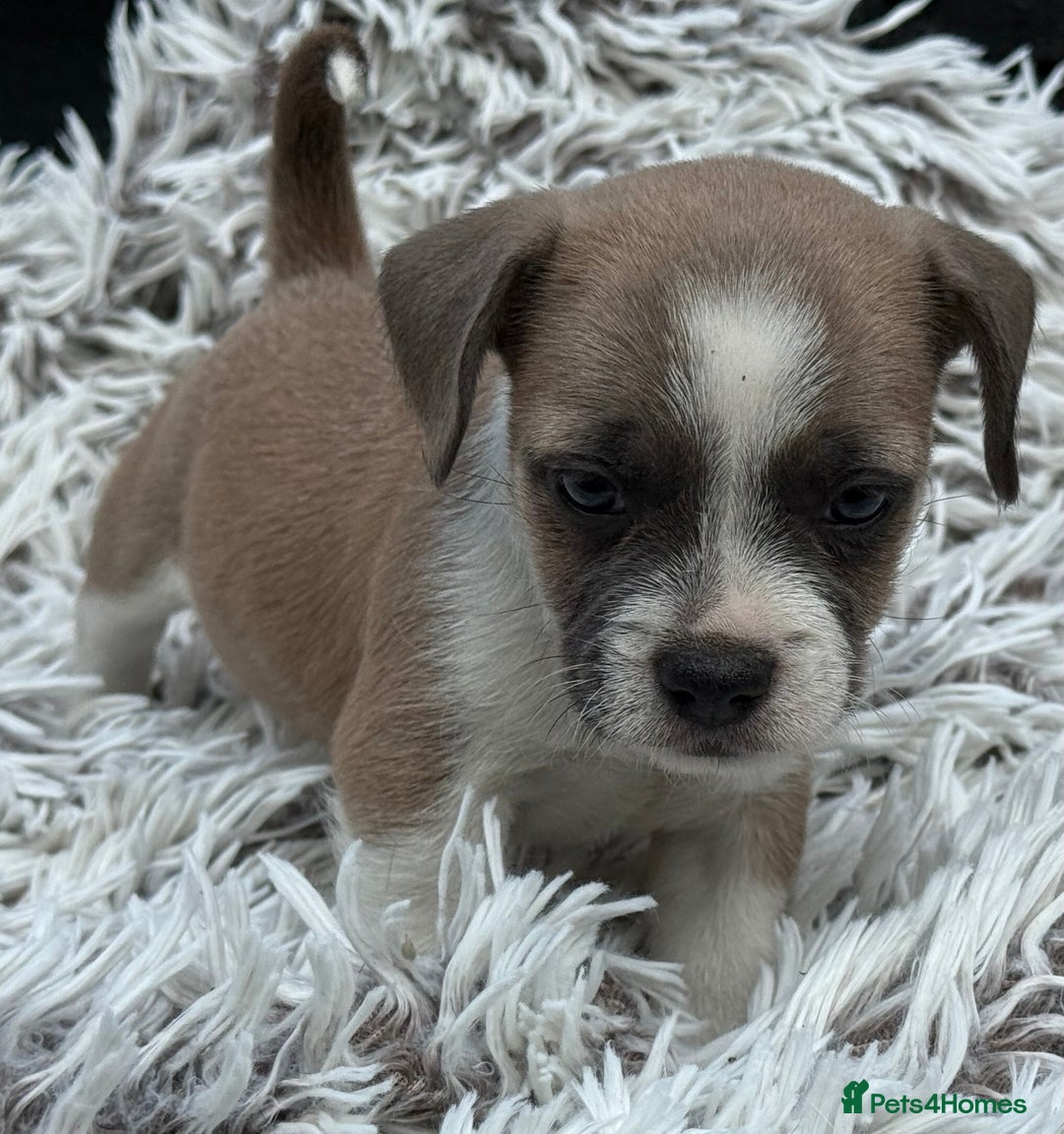 Mixed Breed dogs for sale: Stunning chunky Jack Russell x puppies, ready fri - Image 12