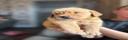 Golden Retriever dogs for sale: Beautiful golden retriever puppies  - Advert 8