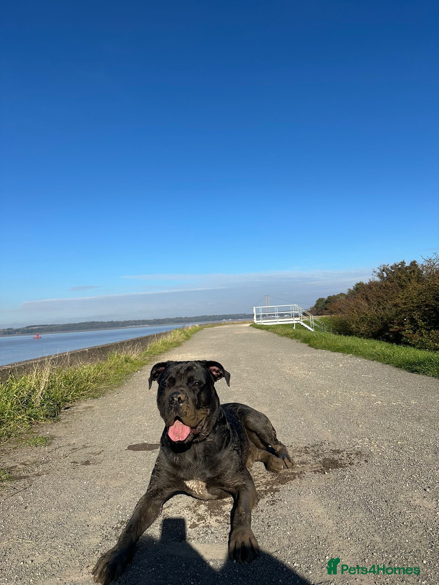 Mixed Breed dogs Cane corso/ grate dane - Advert 7