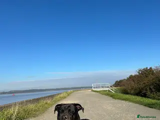 Mixed Breed dogs Cane corso/ grate dane - Advert 1