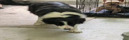 Border Collie dogs for sale: Isds registered border collie pups  - Advert 17