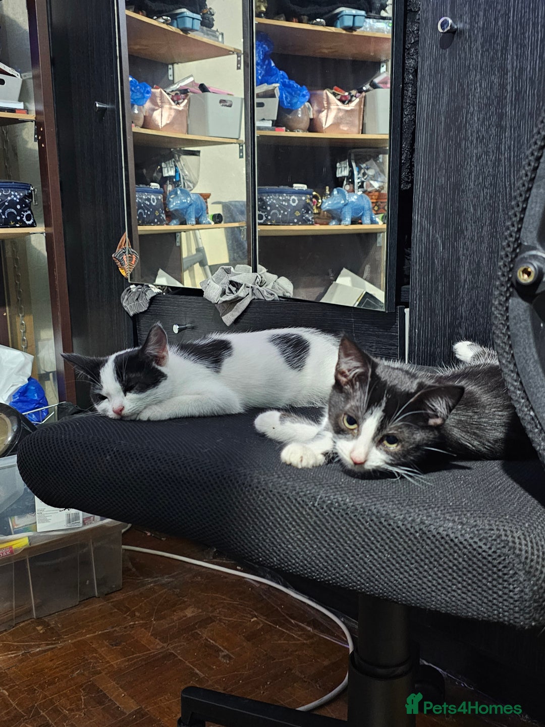 Mixed Breed cats for sale: Chocolate chip and Oreo in Enfield - Image 1