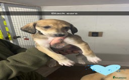 Saluki dogs for sale: Saluki/ LURCHER pups - Image 6