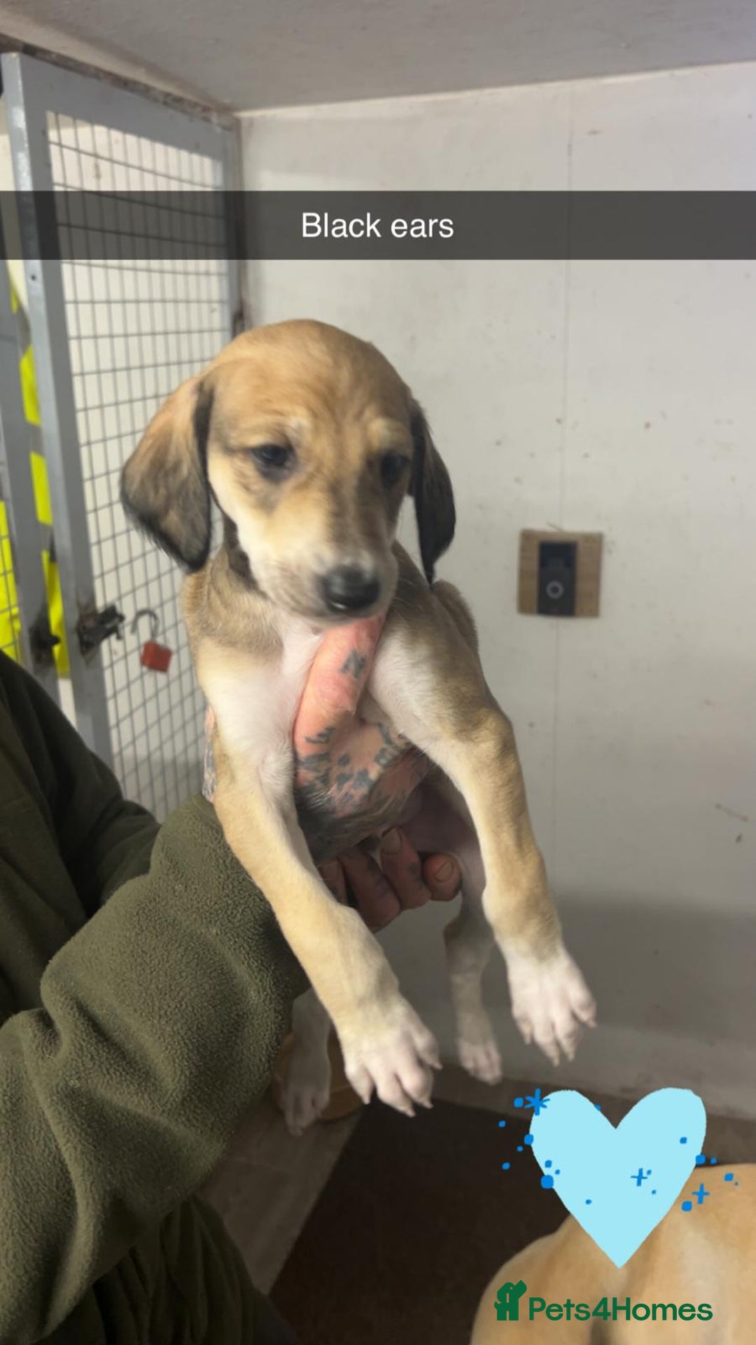 Saluki dogs for sale: Saluki/ LURCHER pups - Image 6