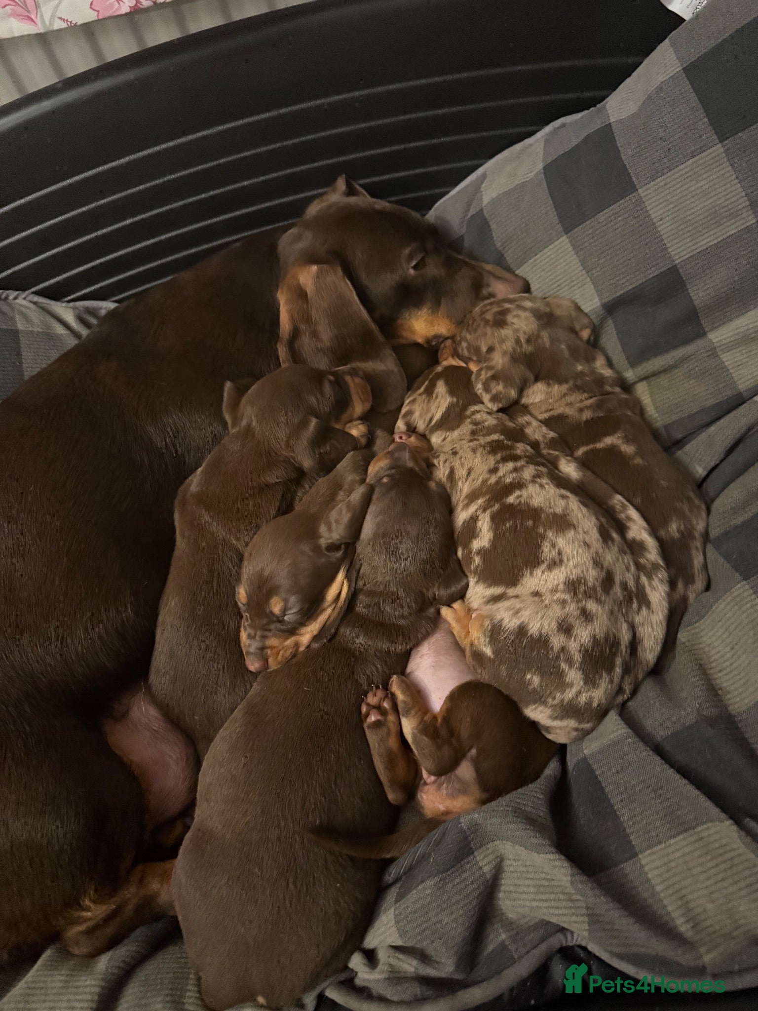 Dachshund dogs Lovely Dachshunds!  - Advert 2