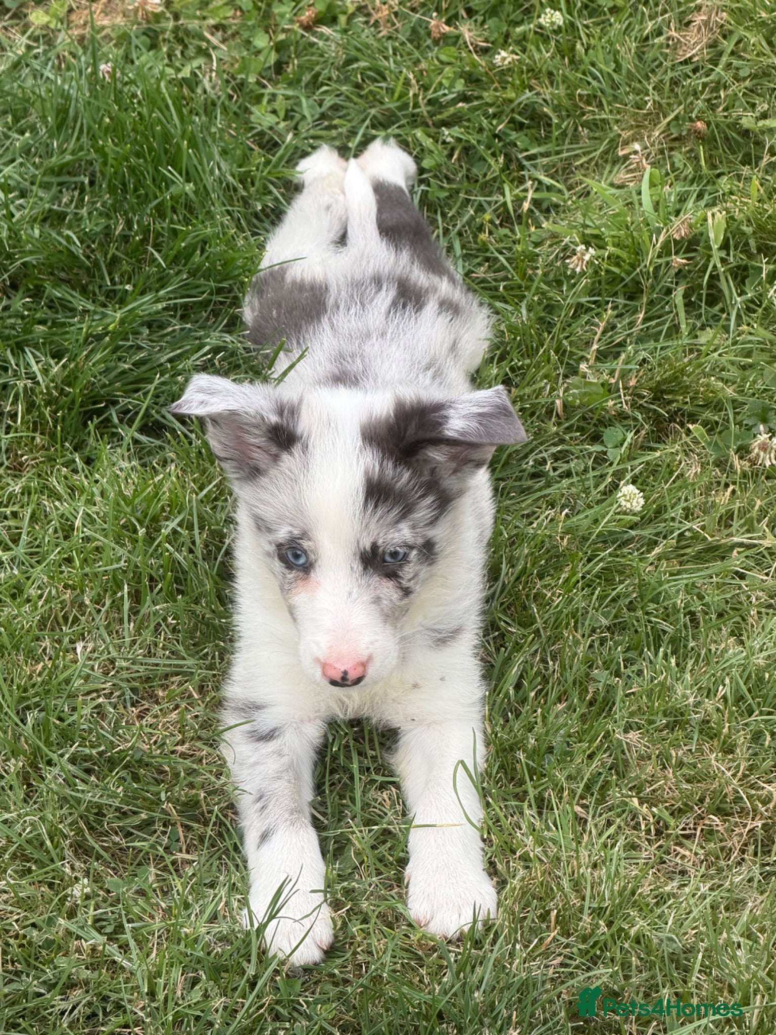 Border Collie dogs Beautiful Bouncy border collie puppies  - Advert 1