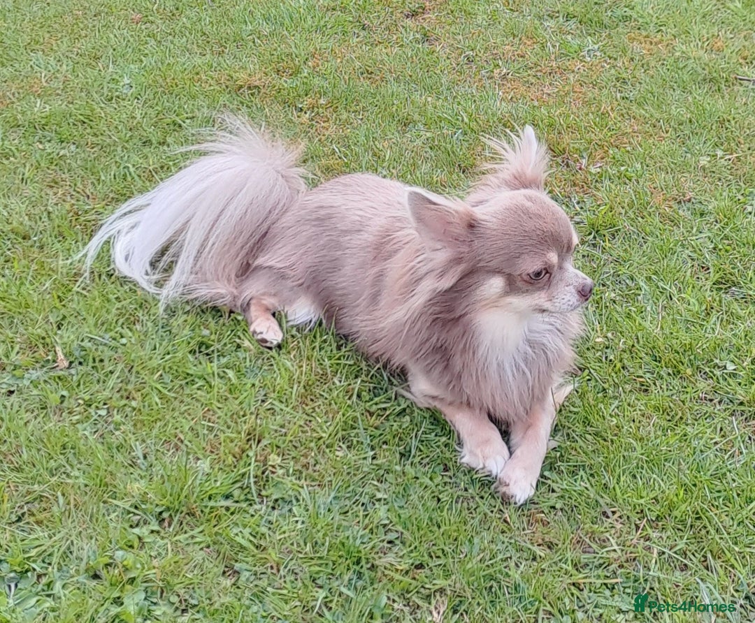 Chihuahua dogs for stud: Beautiful chihuahua stud boys - Advert 5