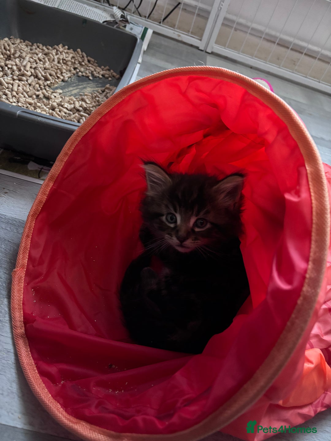 Maine Coon cats for sale: 5 gorgeous 3/4 Maine coon babys - Image 14