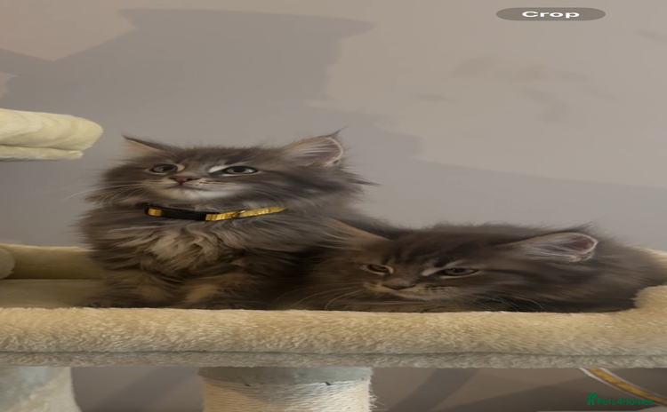 Maine Coon cats - Advert 14