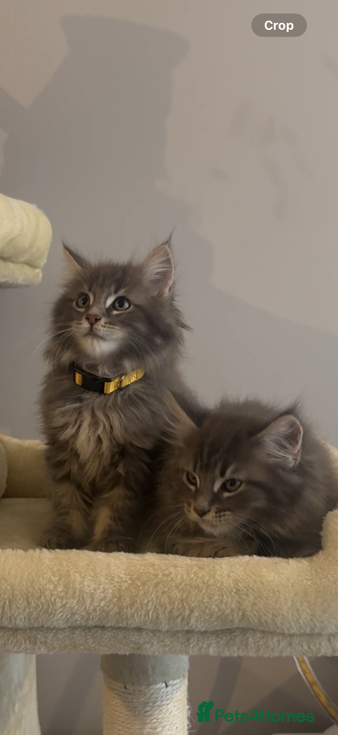 Maine Coon cats for sale: Plush PusZ XXL TICA registered Maine Coon Kittens - Advert 7