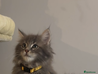 Maine Coon cats - Advert 17