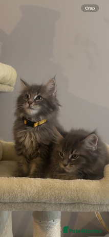 Maine Coon cats - Advert 6