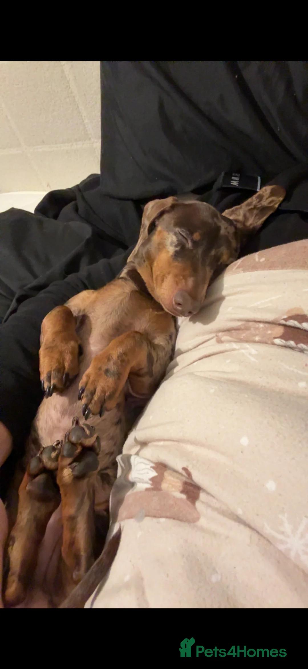 Miniature Dachshund dogs for sale: Miniature chocolate dapple male sausage  - Advert 2