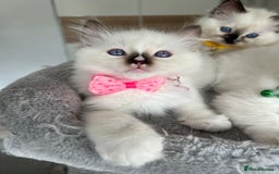 Ragdoll cats for sale: Registered Ragdoll kittens LAST GIRL HCM/PKD clear - Image 34