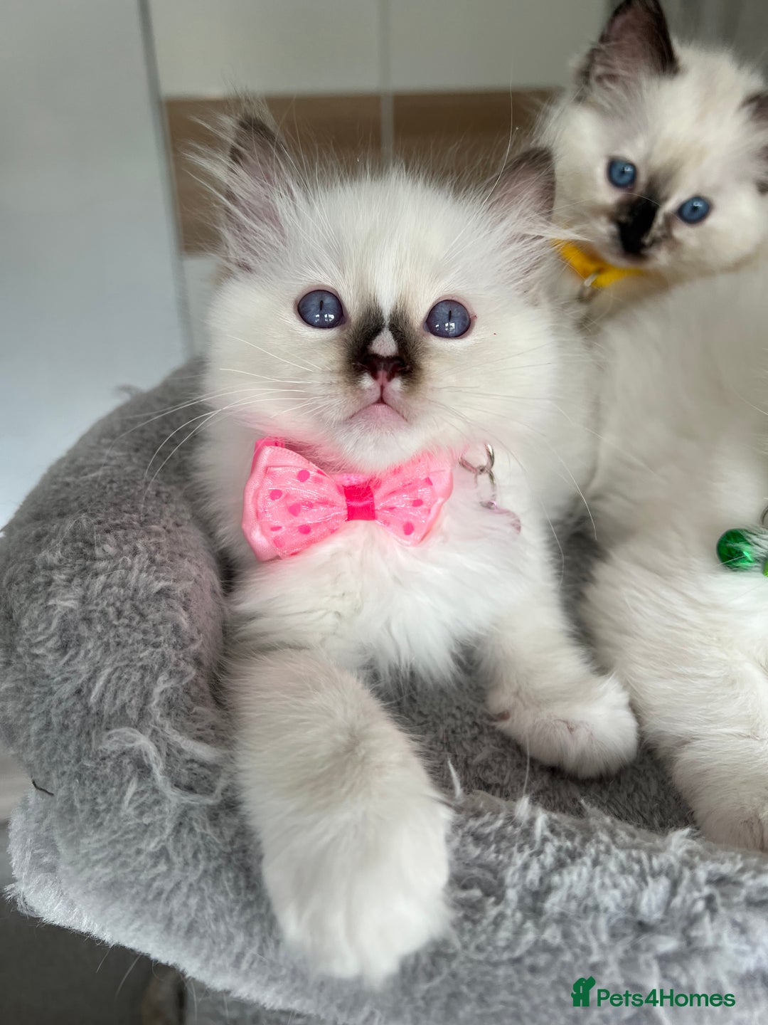 Ragdoll cats for sale: Registered Ragdoll kittens LAST GIRL HCM/PKD clear - Image 34
