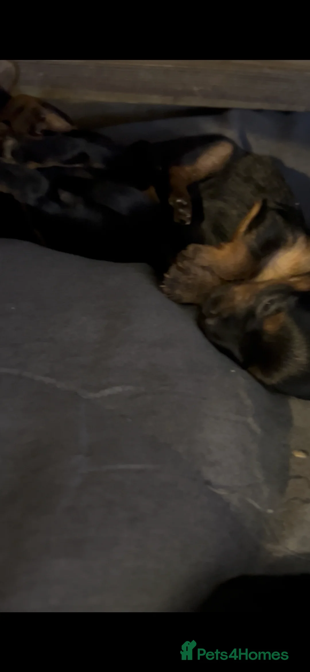 Yorkshire Terrier dogs for sale: Yorkshire terrier puppies  - Advert 27