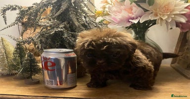 Shih Tzu dogs - Advert 7
