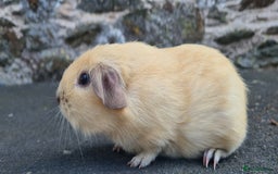 Guinea Pig rodents for sale: Californian Guinea pigs - Image 4