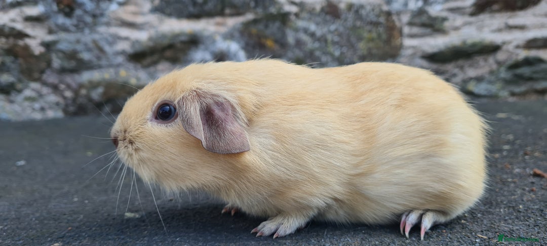 Guinea Pig rodents for sale: Californian Guinea pigs - Image 4