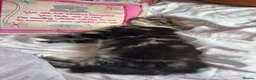 Mixed Breed cats for sale: 2 kittens for a loving home - Advert 9