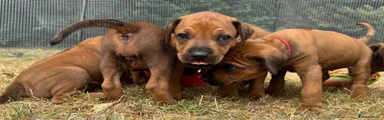 Rhodesian Ridgeback Male