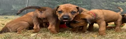 Rhodesian Ridgeback dogs for sale: Rhodesian Ridgeback Puppies born 21st June 2026 - Advert 6