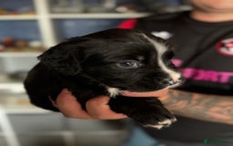 Mixed Breed dogs for sale: American bulldog (not bully) x cocker spaniel  - Image 10