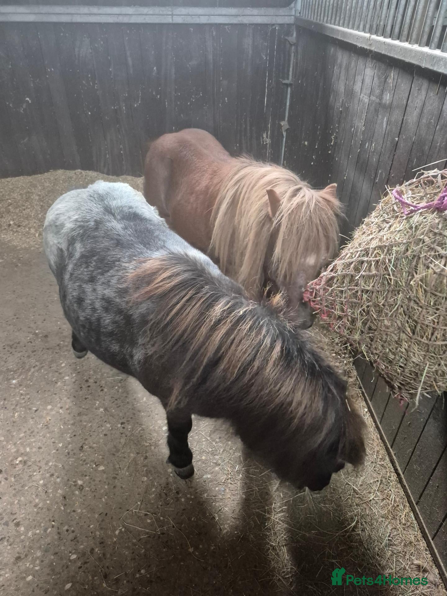 Shetland pony horses Frankie and Freddie - Advert 1