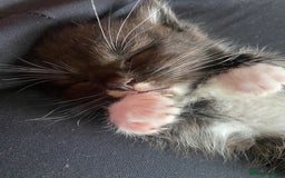 Bengal cats for sale: Mixed Stunning Bengals  - Image 29