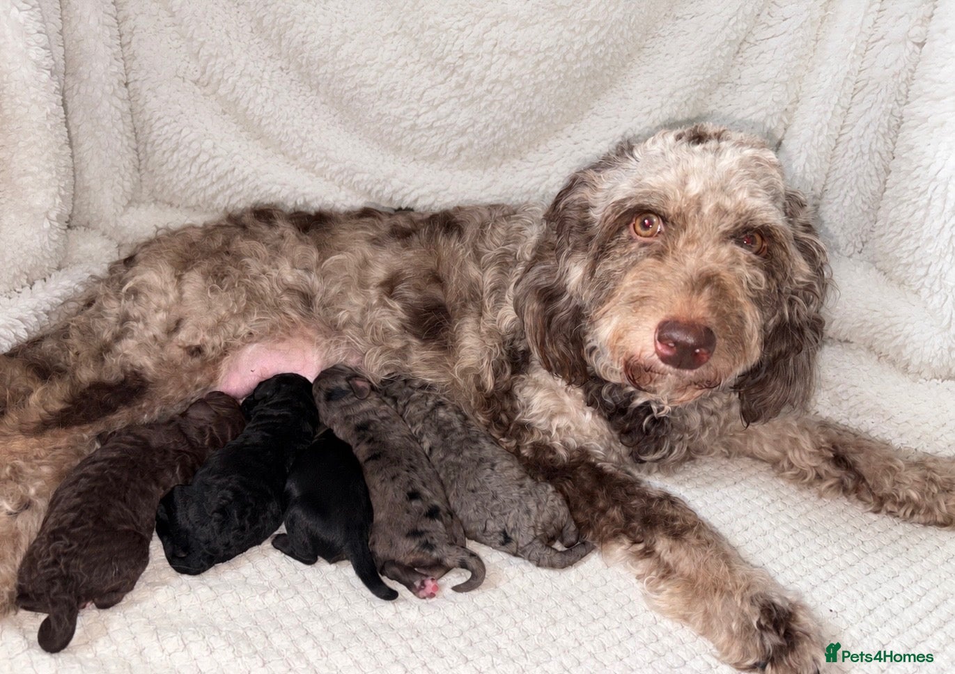 Cockapoo dogs BEAUTIFUL COCKAPOO PUPPIES  - Advert 1